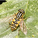IMG 3013 hoverfly