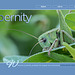 ipernity homepage with #1616