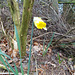 SoS[25] - first daff {1 of 2}