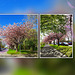blossom trees  in my hometown  ✾ ♥ ❃ ♥ ✾