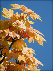 orange spring leaves in a blue sky