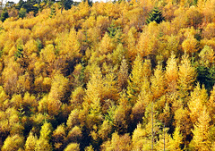 Hill of gold, Broxa Forest, North Yorkshire