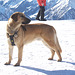 Austrian Mountain Rescue Dog