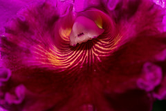Pink-Cattleya  Orchid