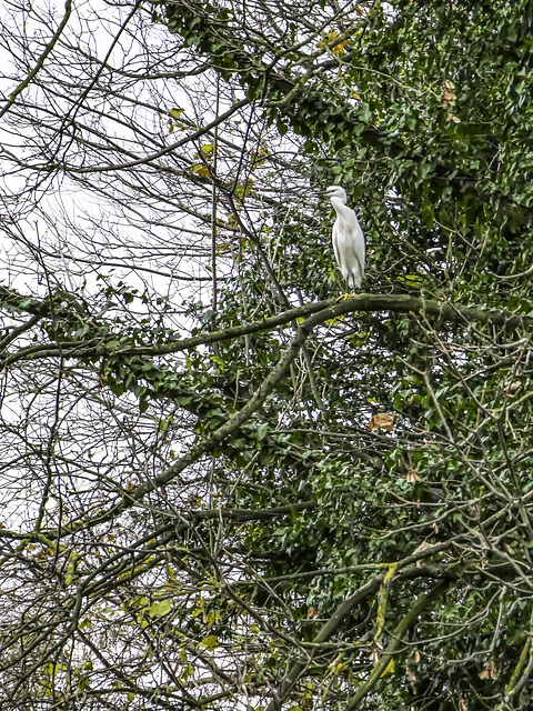 Little Egret perched in a tree