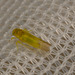 Leafhopper IMG_9947