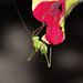 Speckled bush cricket (Leptophyes punctatissima)