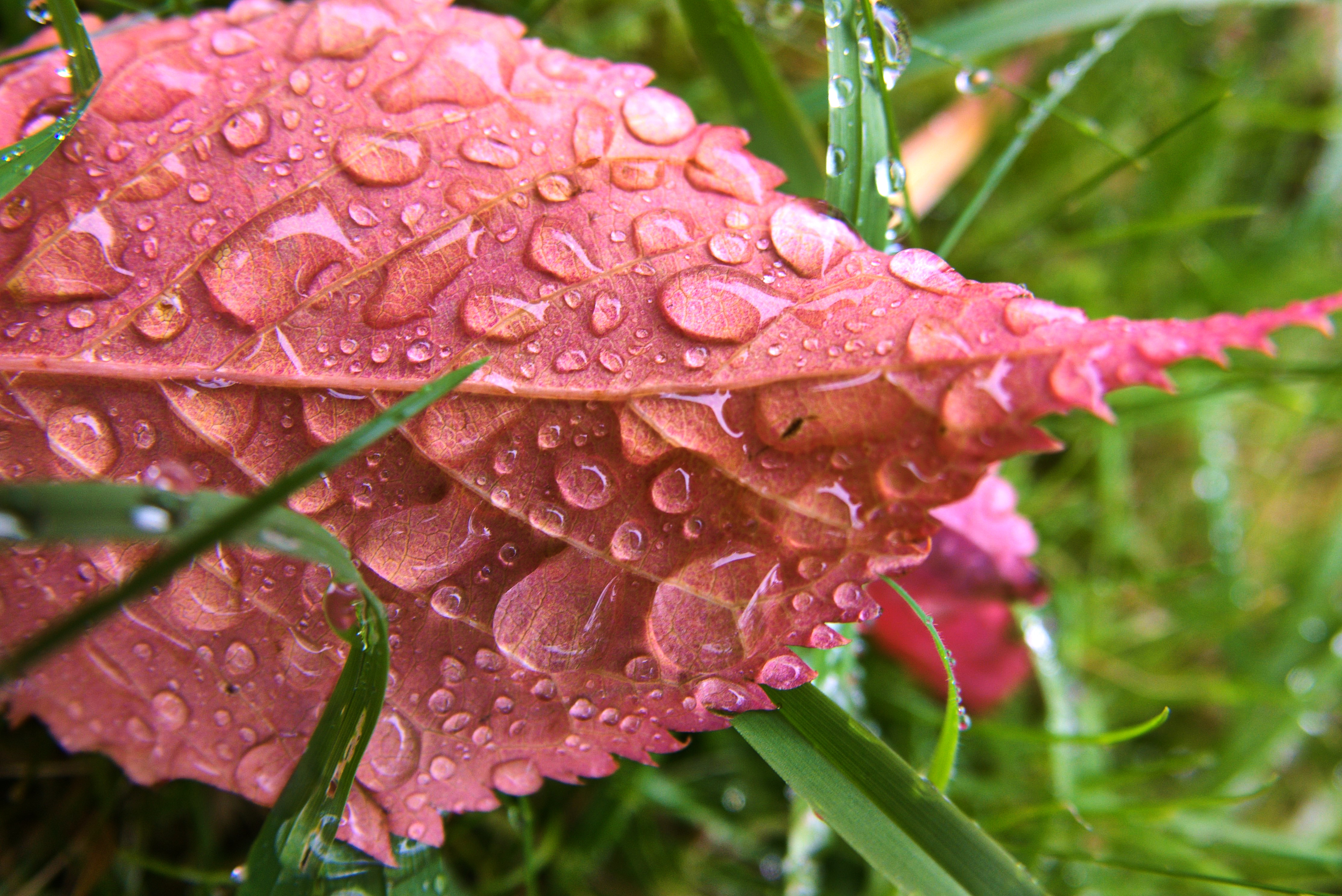 Raindropped Autumn Leaves