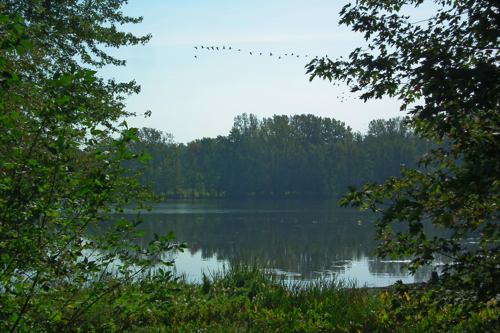les oiseaux passent