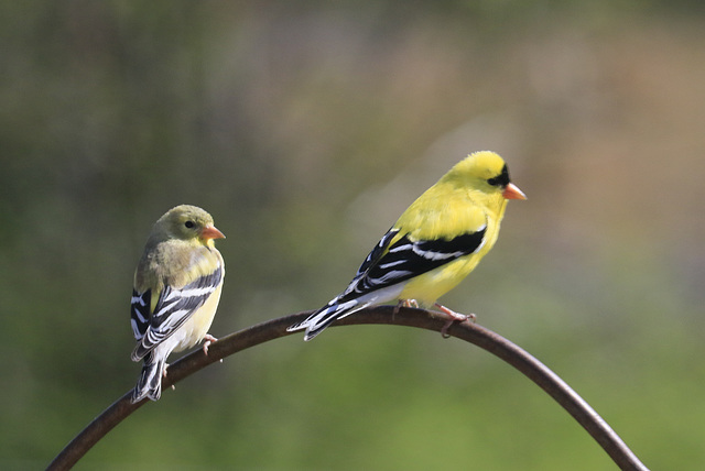 American Goldfinches