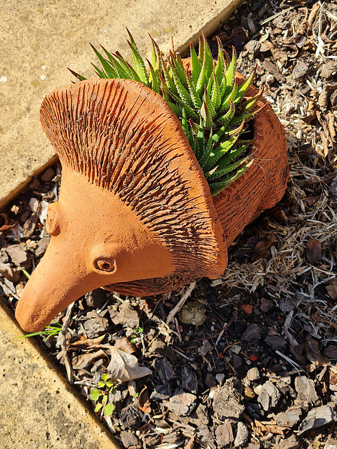 my echidna planter succulents growing well