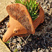 my echidna planter succulents growing well