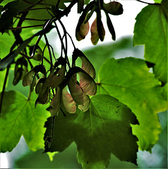 Summer Greening And Growing