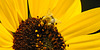 20220919 1719CPw [D~LIP] Sonnenblume (Helianthus annuus), Ackerhummel (Bombus pascuorum), Bad Salzuflen