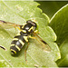 IMG 3020 Hoverfly
