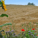 The Sunflower Case
