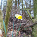SoS[25] - first daff {2 of 2}