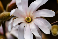 Sternmagnolie