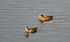 American Widgeon Pair