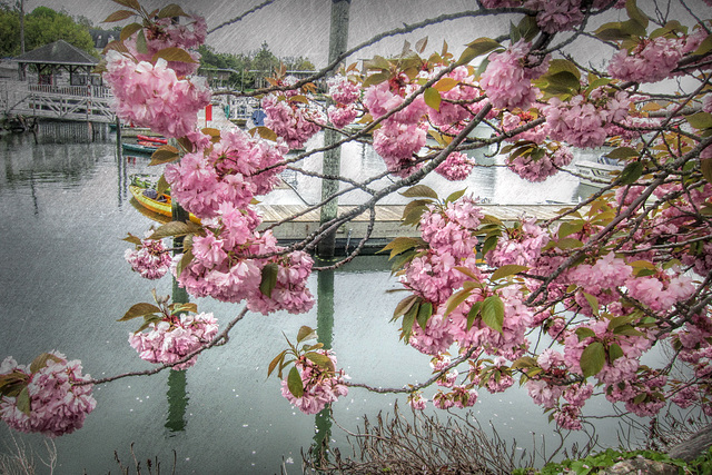 petals in the rain