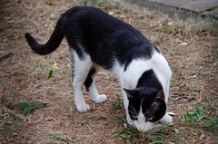 Chat perdu