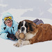 Swiss Mountain Rescue Dog