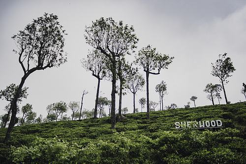 Big tree brothers protect the small tea shrubs