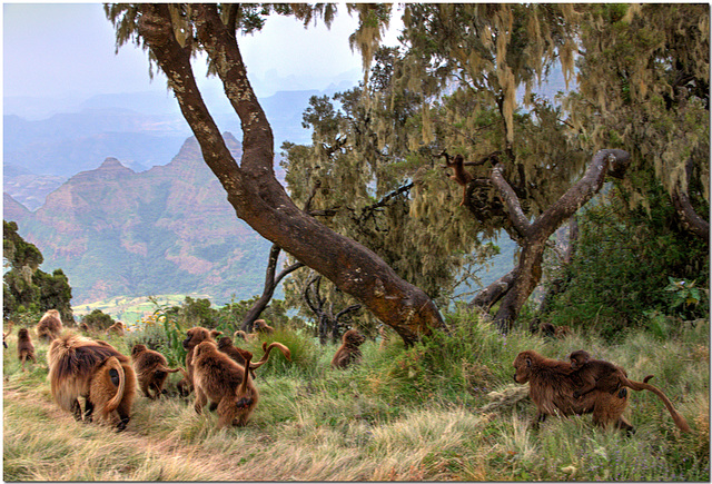 Gelada Monkeys