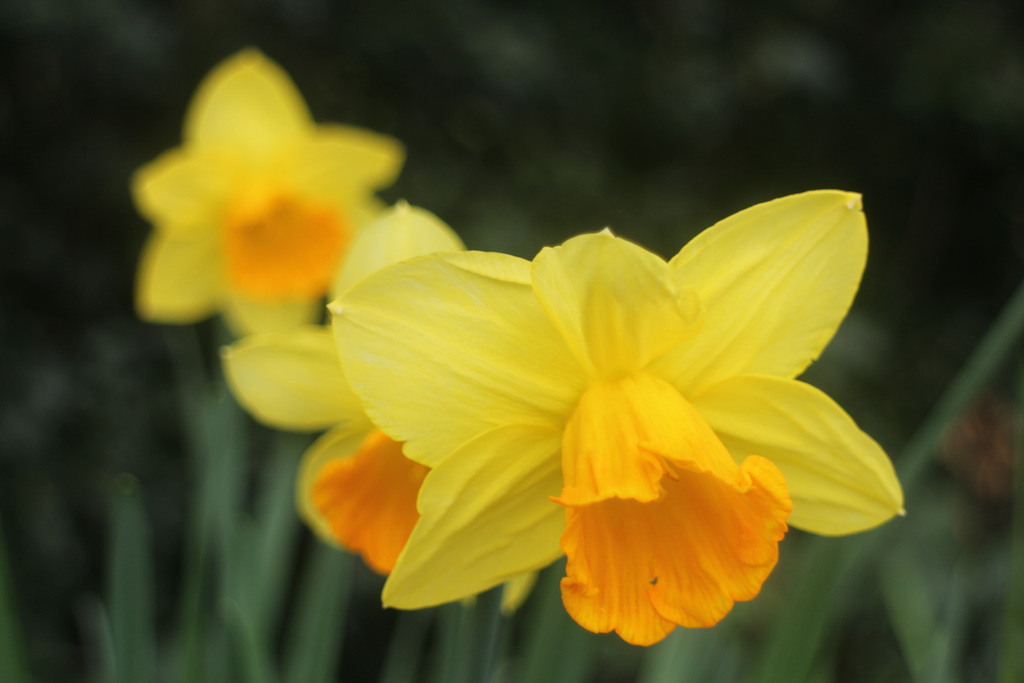 Happy St David's Day!