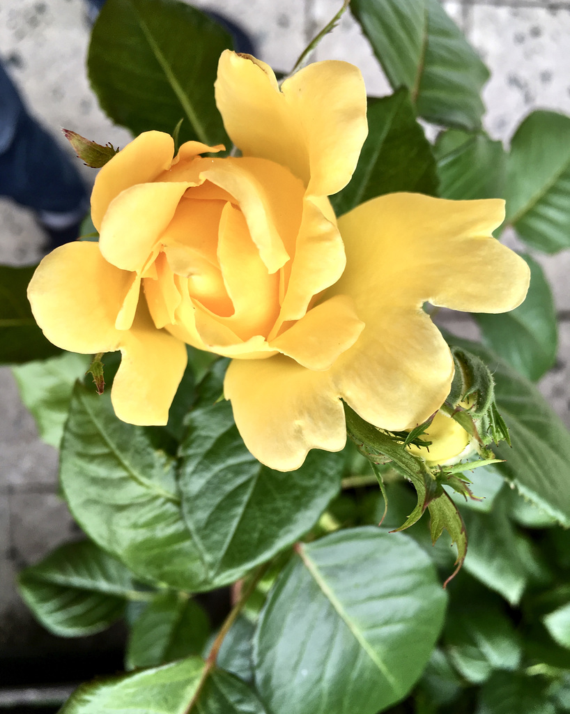 Rose PIP