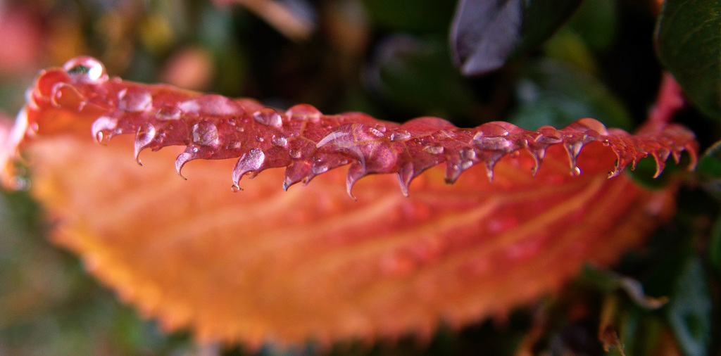 Raindropped Autumn Leaves