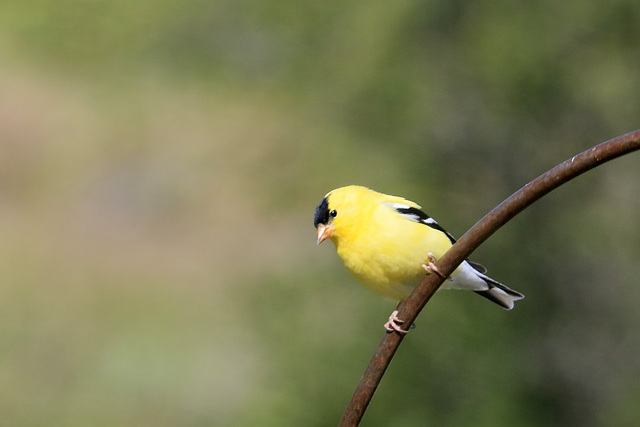 American Goldfinch