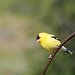 American Goldfinch