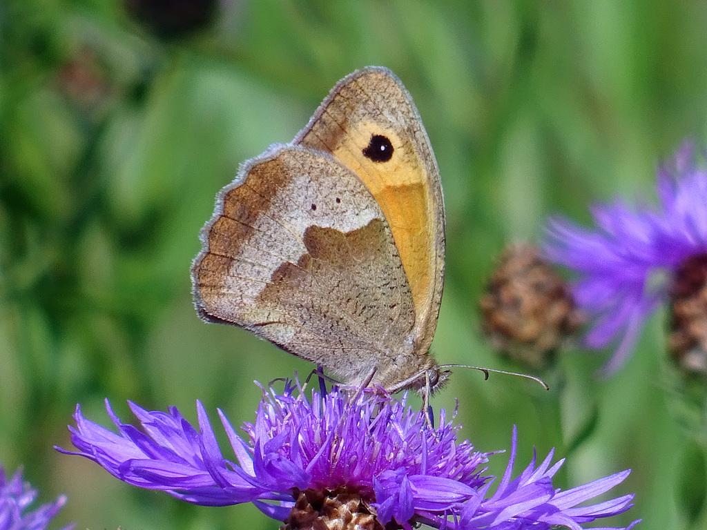 Maniola jurtina ,Meadow brown