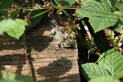 Shedding Lizard