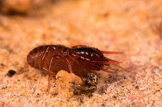 IMG 1752 Pseudoscorpionv2