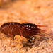 IMG 1752 Pseudoscorpionv2