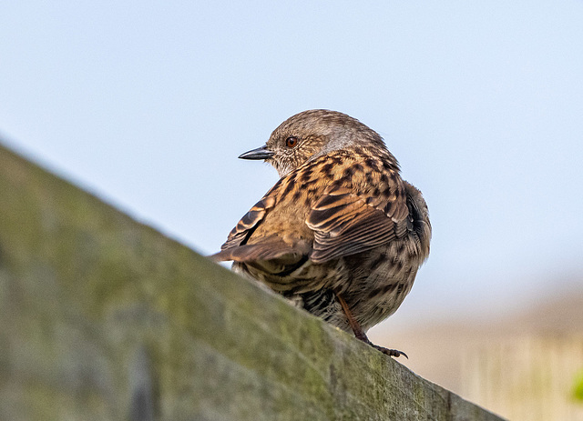 Dunnock