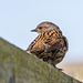 Dunnock