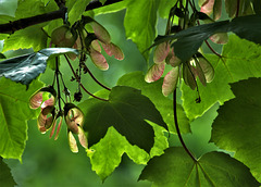 Summer Greening And Growing