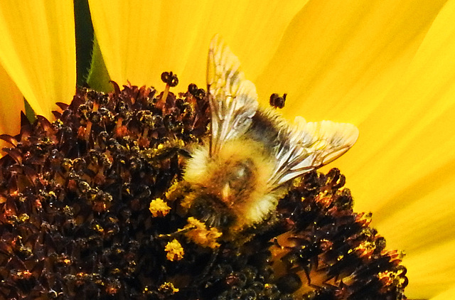 20220919 1720CPw [D~LIP] Sonnenblume (Helianthus annuus), Ackerhummel (Bombus pascuorum), Bad Salzuflen