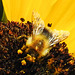 20220919 1720CPw [D~LIP] Sonnenblume (Helianthus annuus), Ackerhummel (Bombus pascuorum), Bad Salzuflen