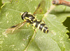 IMG 3021 Hoverfly