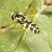 IMG 3021 Hoverfly