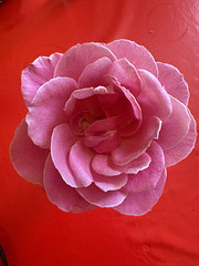 Rose de jardin