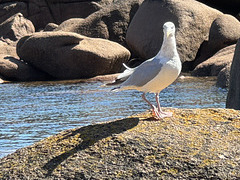 Mouette