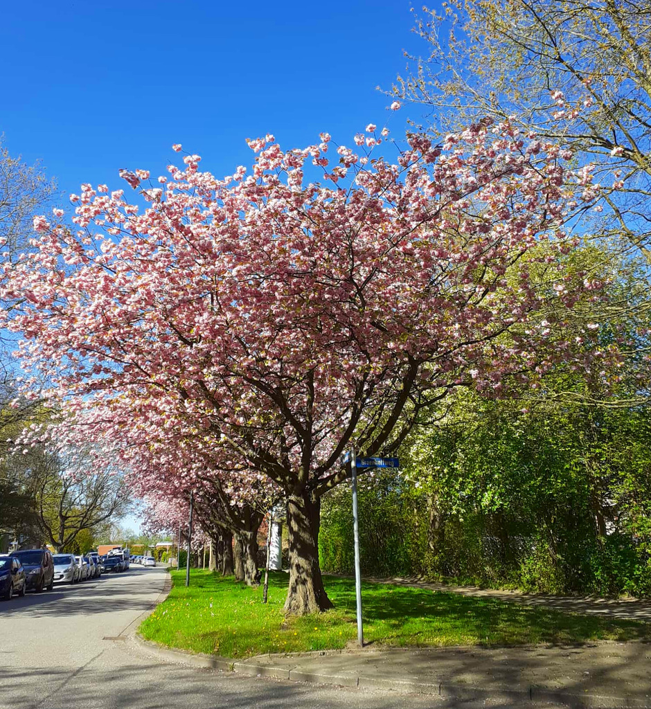 Blüten