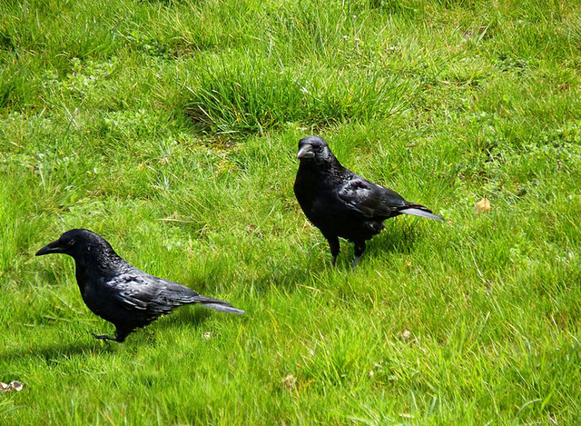 Couple de corneille