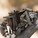 leaf case moth caterpillar (Hyalarcta huebneri)