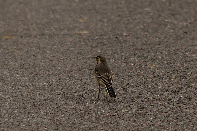 Young Pied Wagtail